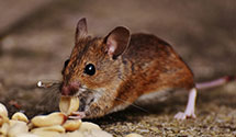 24 Hour & Emergency Exterminators in Kirby, WV